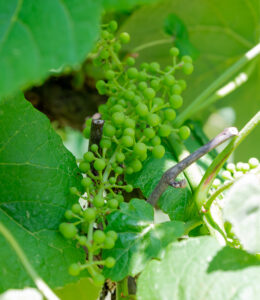 Grape grafting may lead to trying some wine